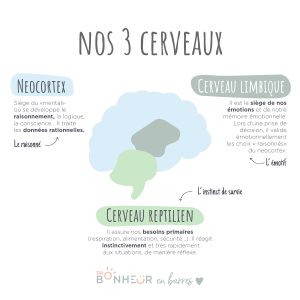 Les 3 cerveaux : reptilien, limbique, néocortex