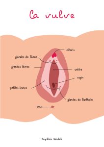 Affiche pédagogique - Anatomie de la vulve