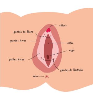 Affiche pédagogique - Anatomie de la vulve