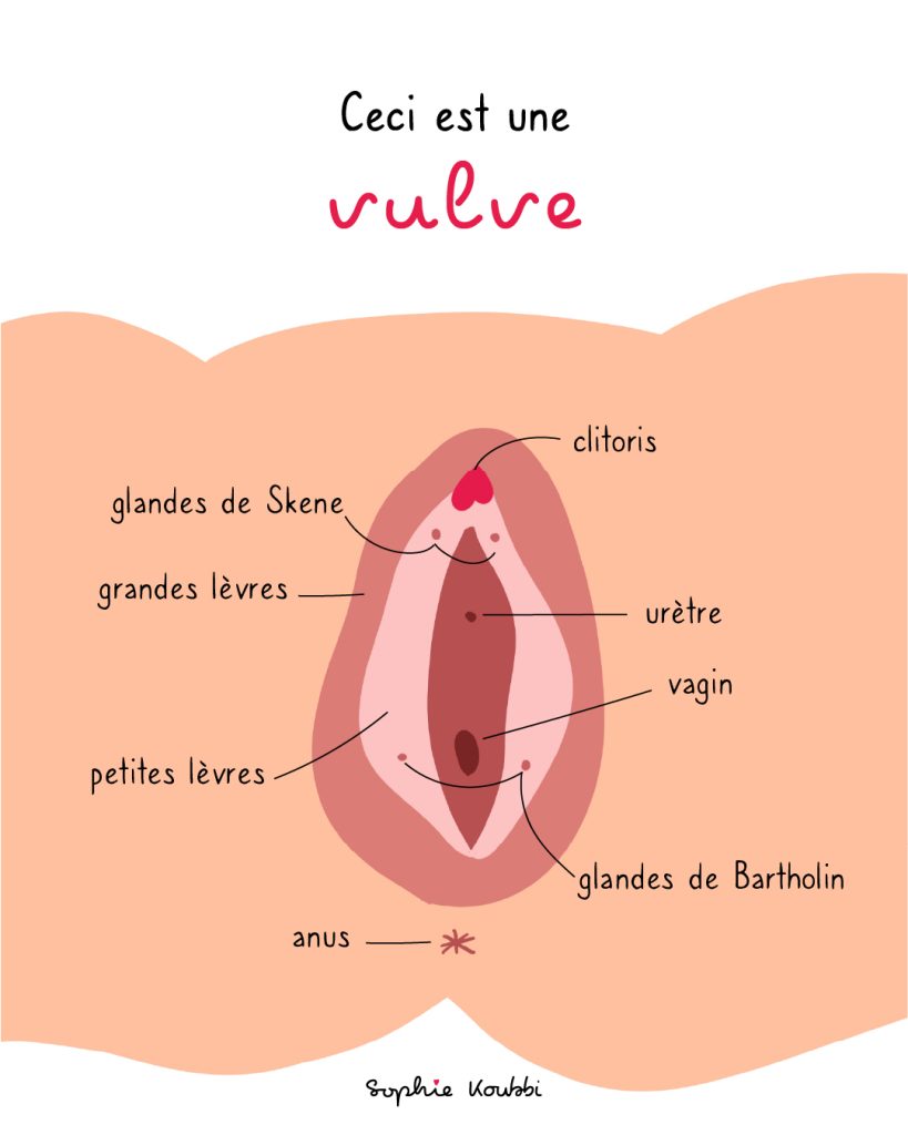 Schéma anatomique d'une vulve