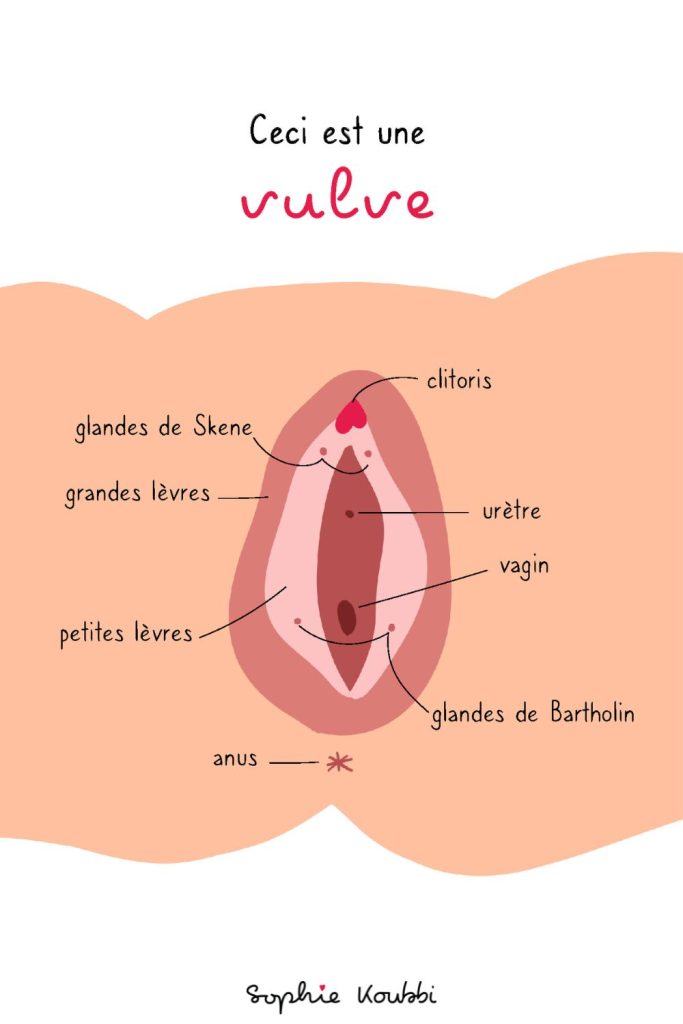 Les différentes parties de la vulve expliquées simplement