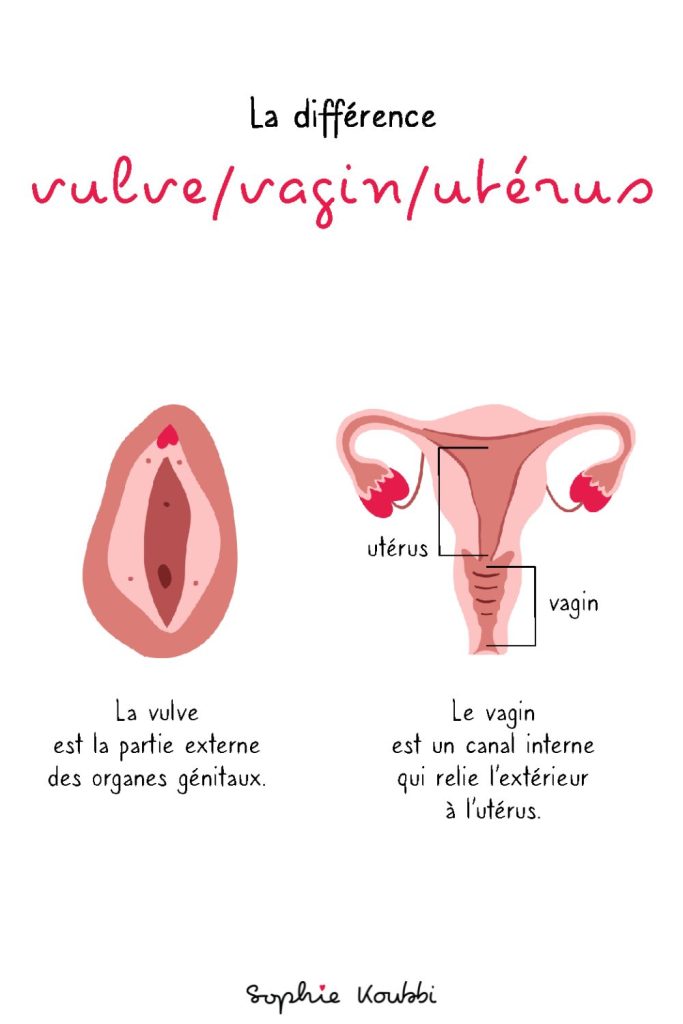 Connaissez-vous vraiment la différence entre la vulve, le vagin et l'utérus ?