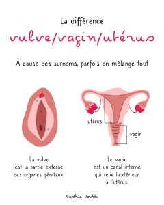 La différence entre la vulve, le vagin et l'utérus