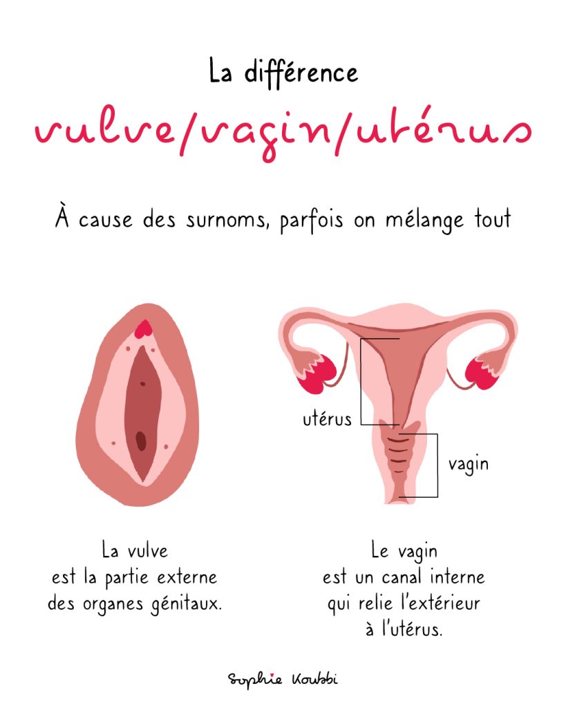 La différence entre la vulve, le vagin et l'utérus